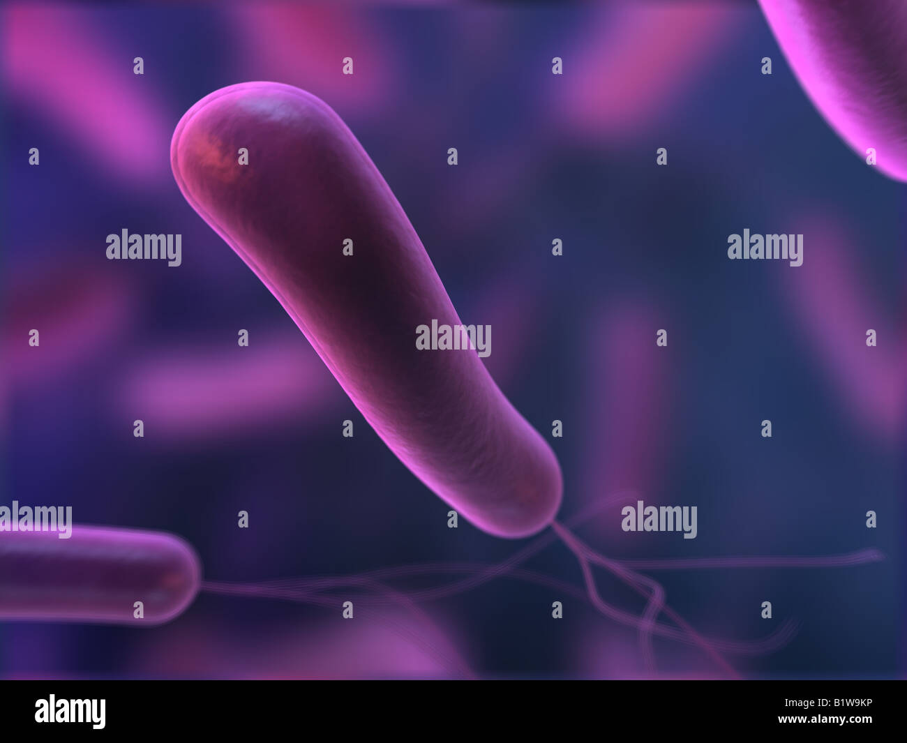 Helical bacteria hi-res stock photography and images - Alamy