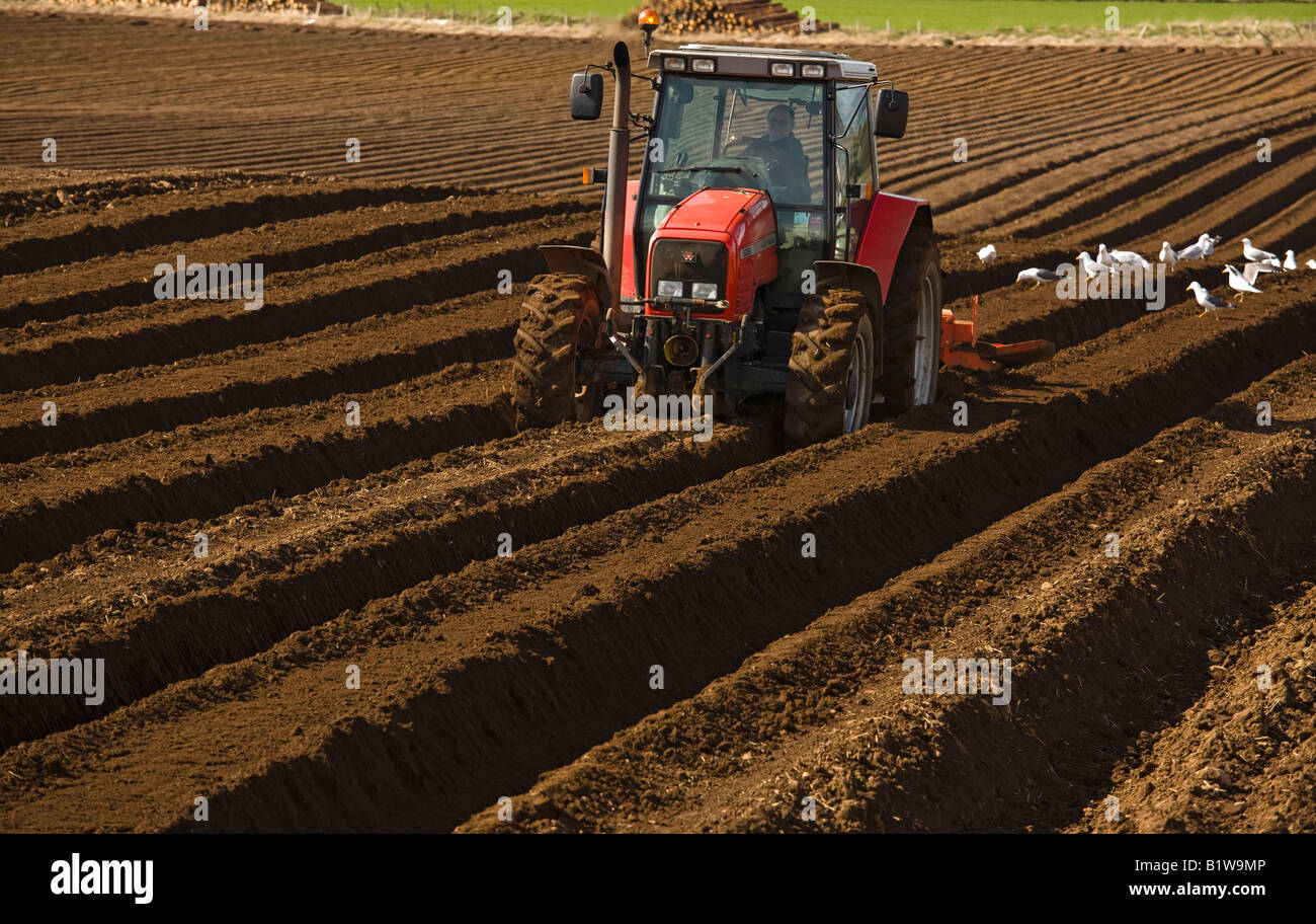 Farmer with tractor tending ploughed furrows getting ready to plant potatoes Stock Photo