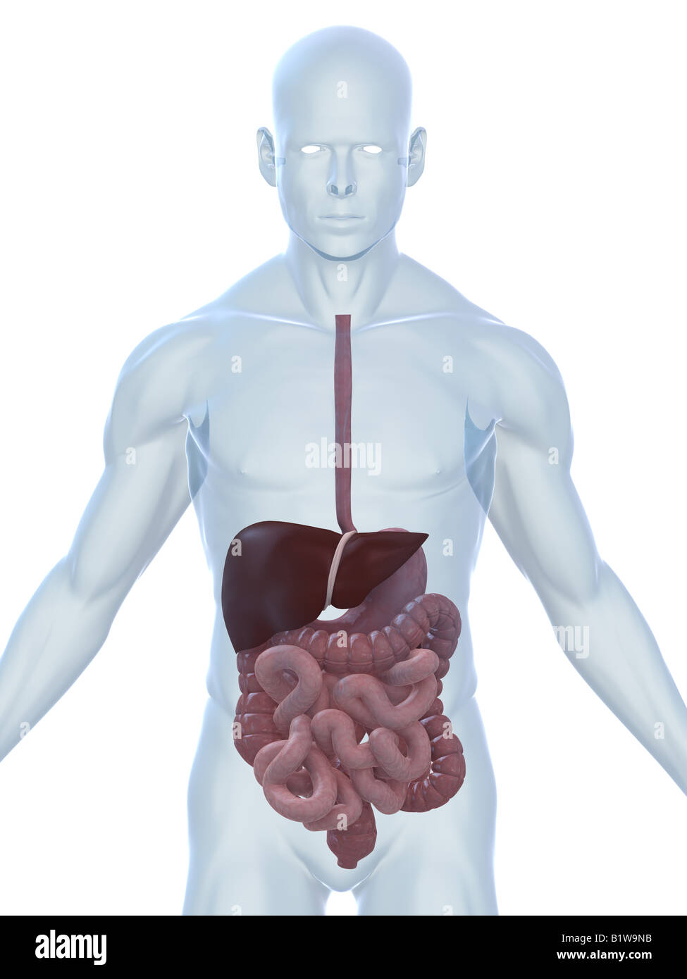 digestive system Stock Photo