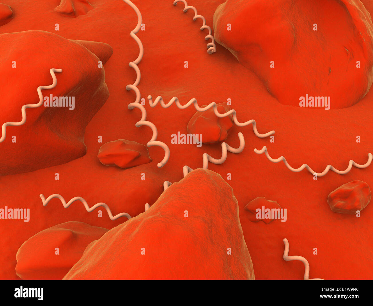 Treponema pallidum hi-res stock photography and images - Alamy