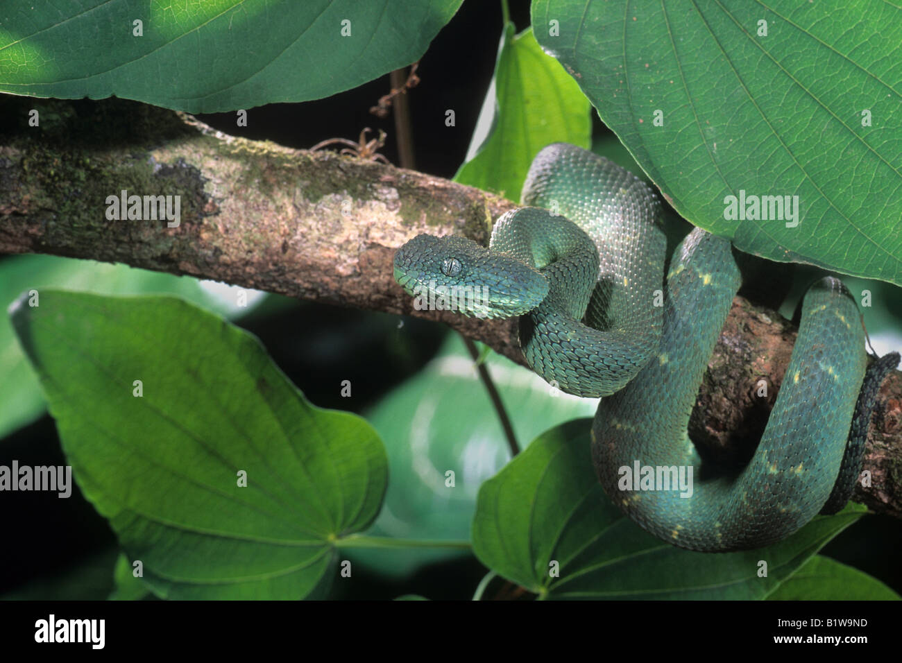 West African bush viper (Atheris chlorechis Stock Photo - Alamy