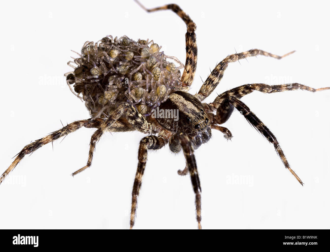 Wolf Spider Hatchlings Stock Photo