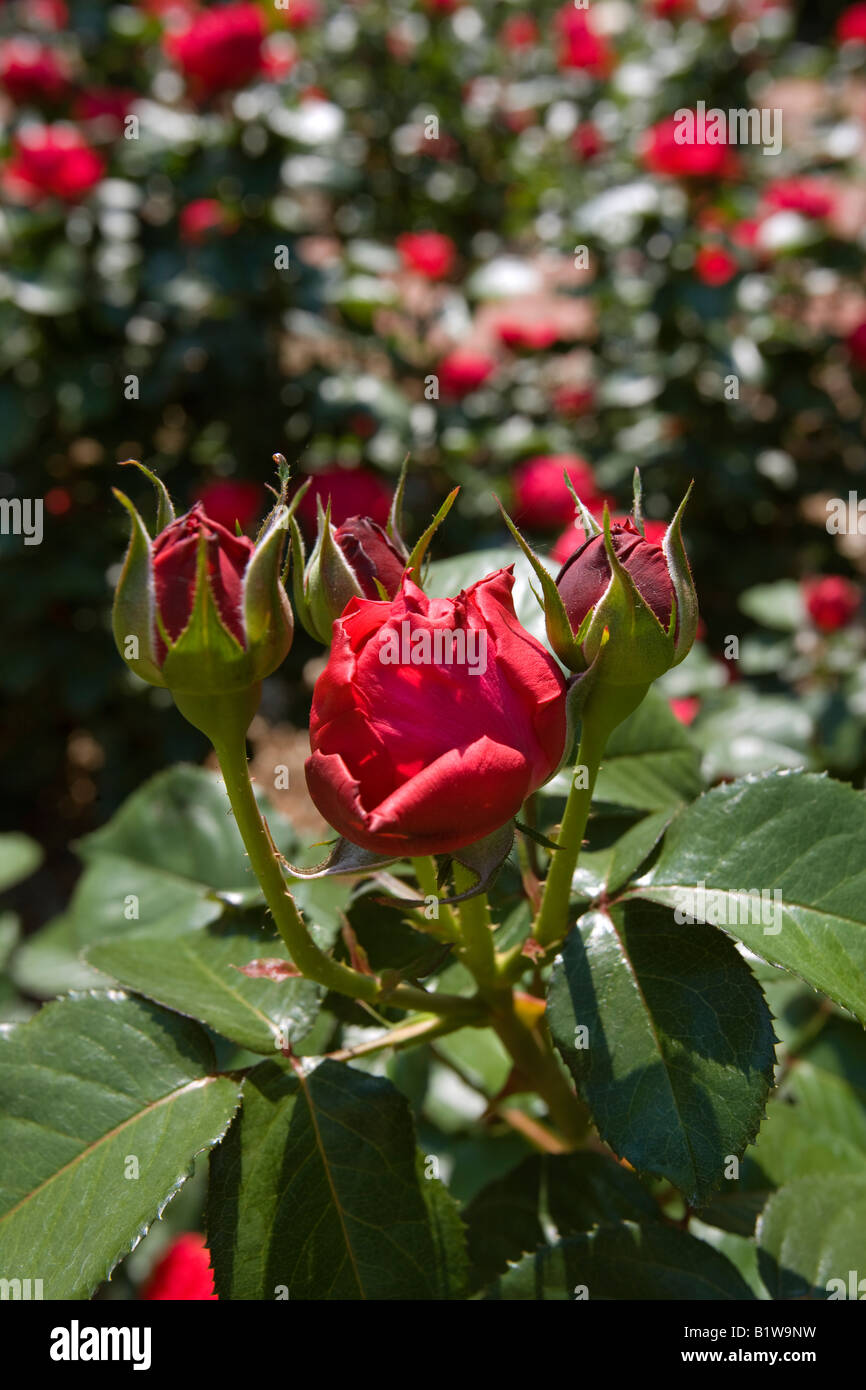 Rose Garden Rosa cv Meizoele Glowing Peace Grandiflora Rose Stock Photo