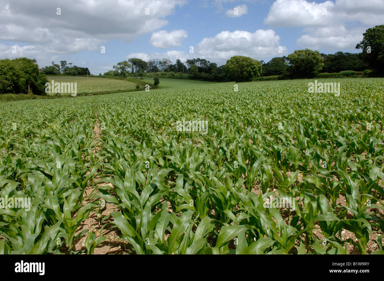 A young maize crop weed free between the rows in a large field on a fine summer day Stock Photo