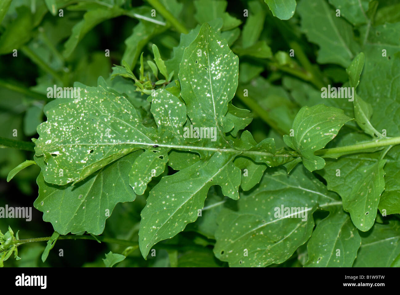 Flea beetle Phyllotreta sp damage to rocket foliage Stock Photo Alamy