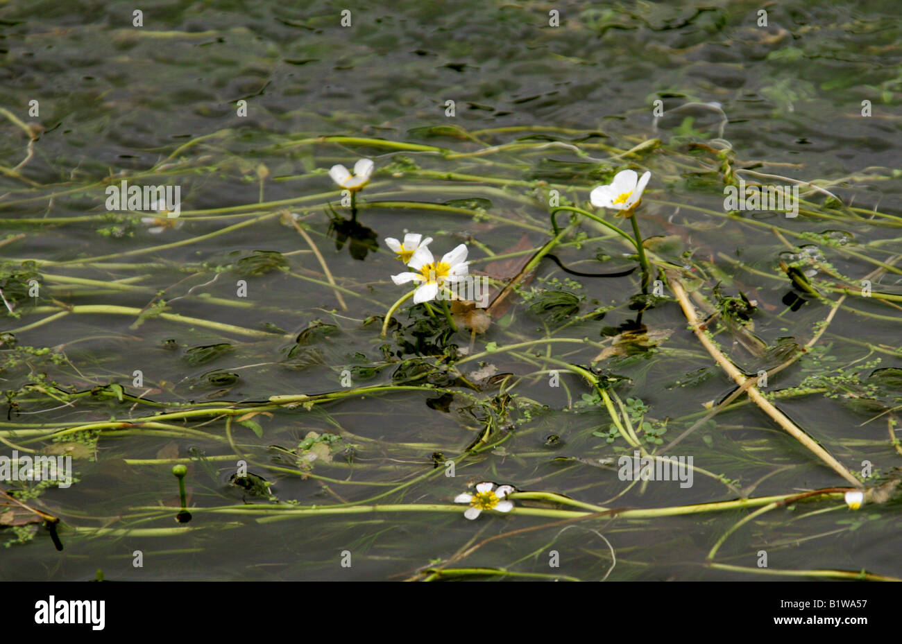 Chalk-stream Water Crowfoot, Ranunculus penicillatus, Ranunculaceae. British wild flower Stock Photo