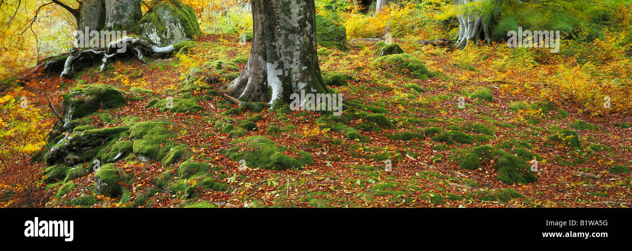 Scotland Carpet of Autumn leaves on the floor of Beech woods Stock Photo