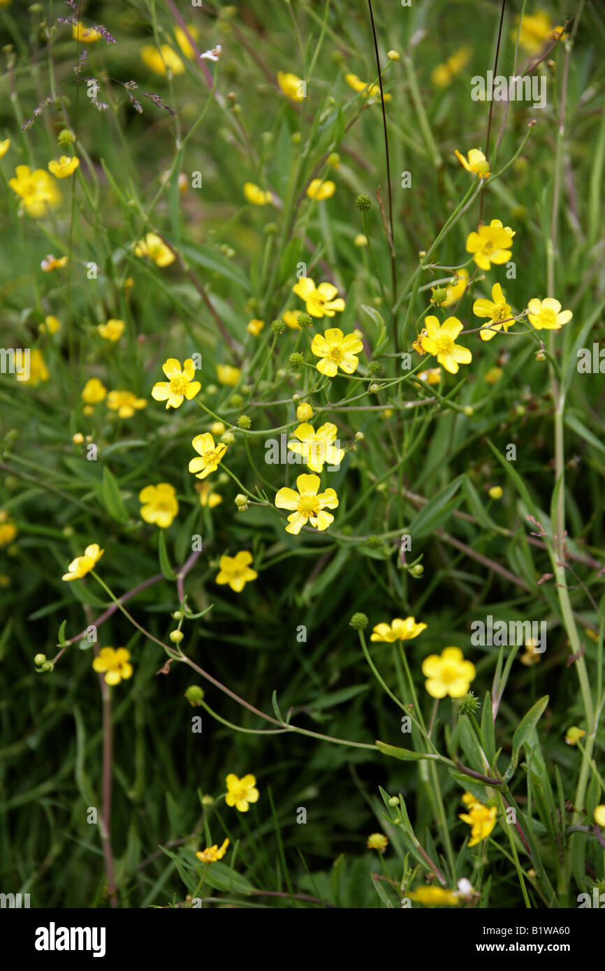 Lesser Spearwort, Ranunculus flammula, Ranunculaceae. British wild flower. Stock Photo