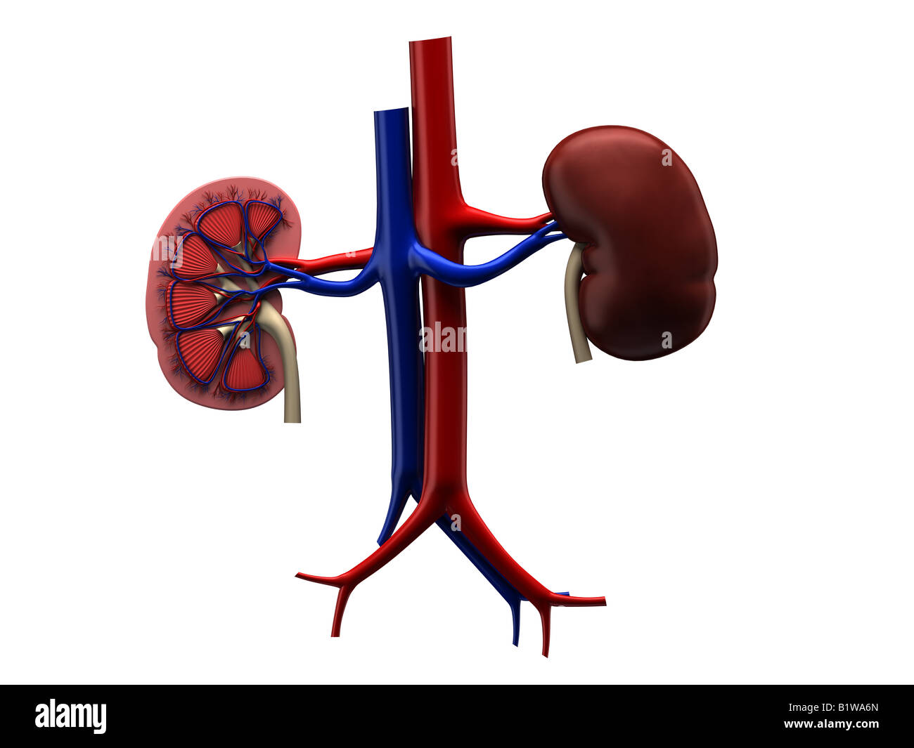Human kidney anatomy adrenal gland hires stock photography and images
