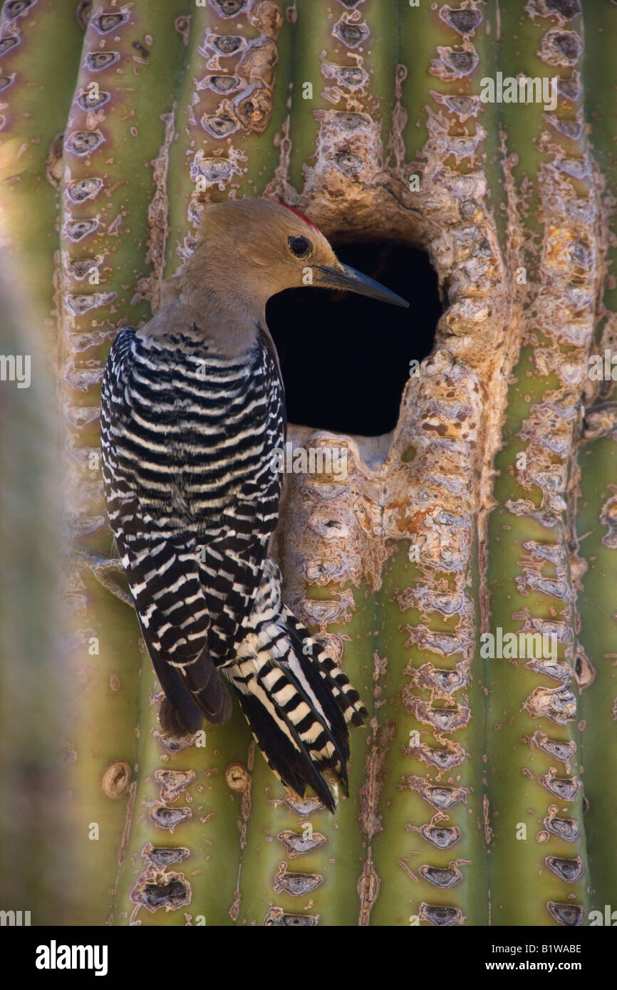 A Gila Woodpecker at a nest cavity in a saguaro cactus McDowell