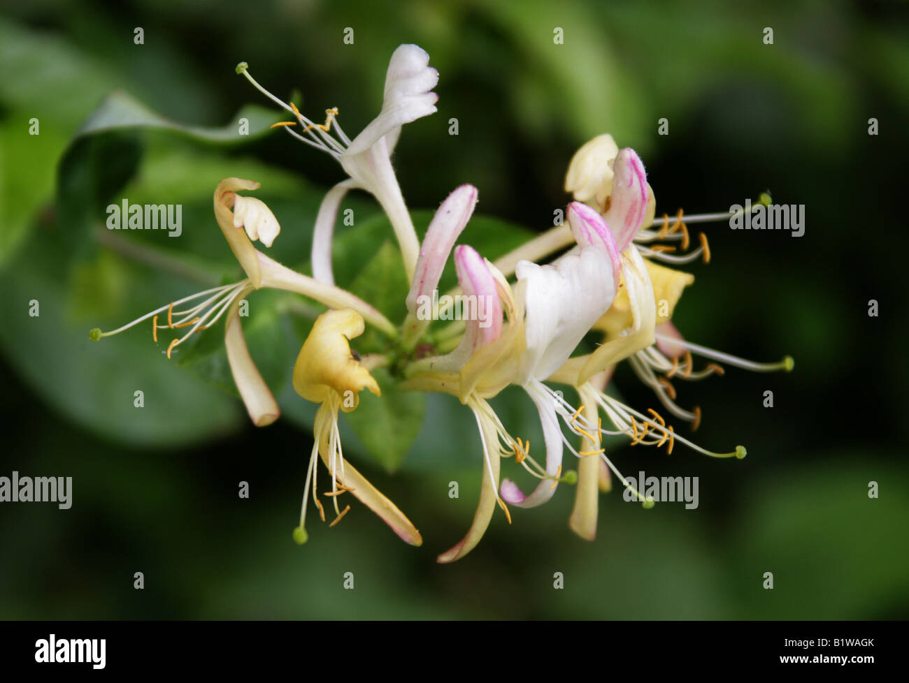 Honeysuckle Lonicera periclymenum Caprifoliaceae British wild flower Stock Photo