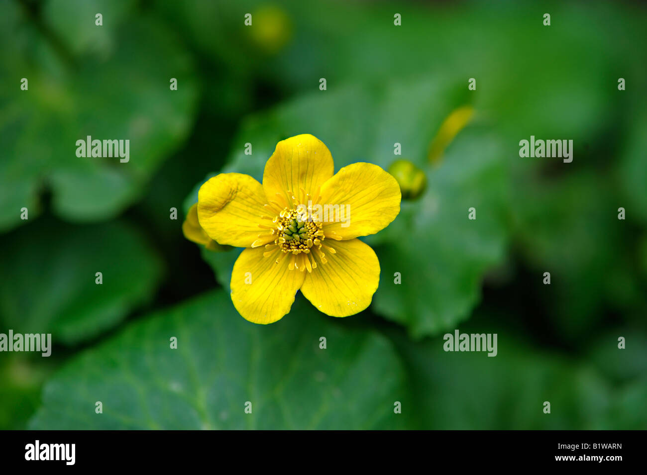 Marsh marigold flower surrounded by cabbage like leaves Stock Photo Alamy