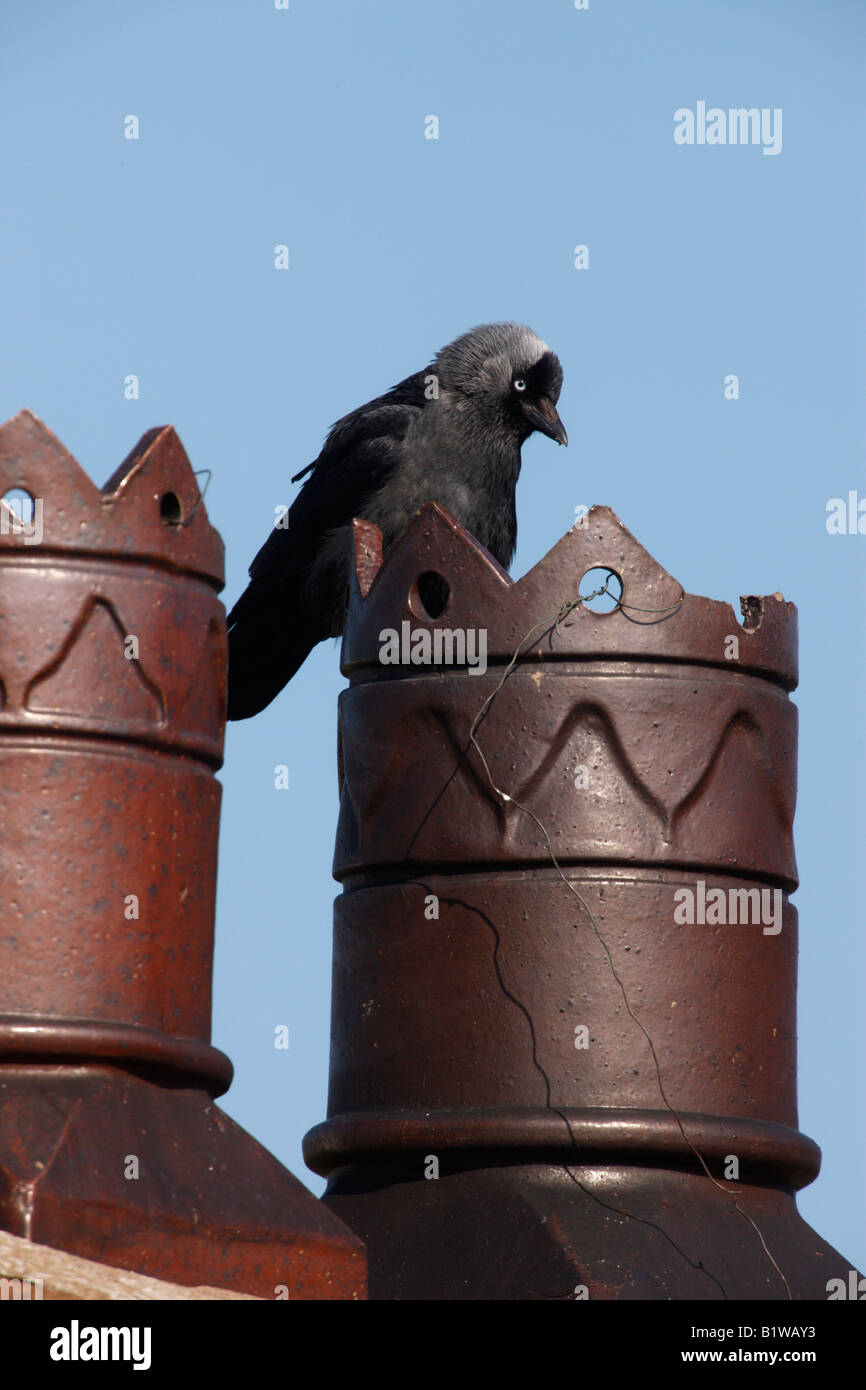 Jackdaw Corvus monedula Scotland Stock Photo