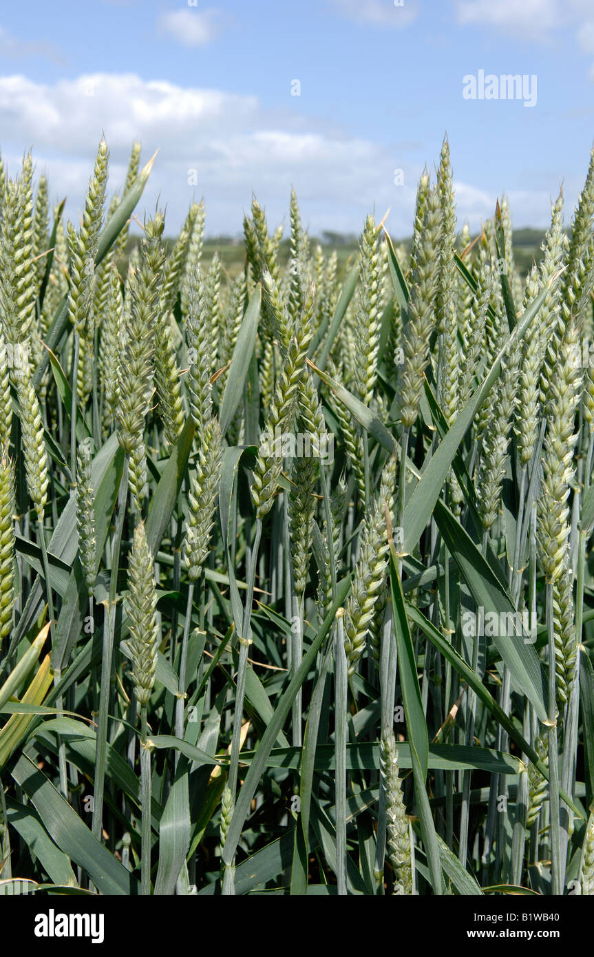 Unripe green ears of a winter wheat crop Stock Photo