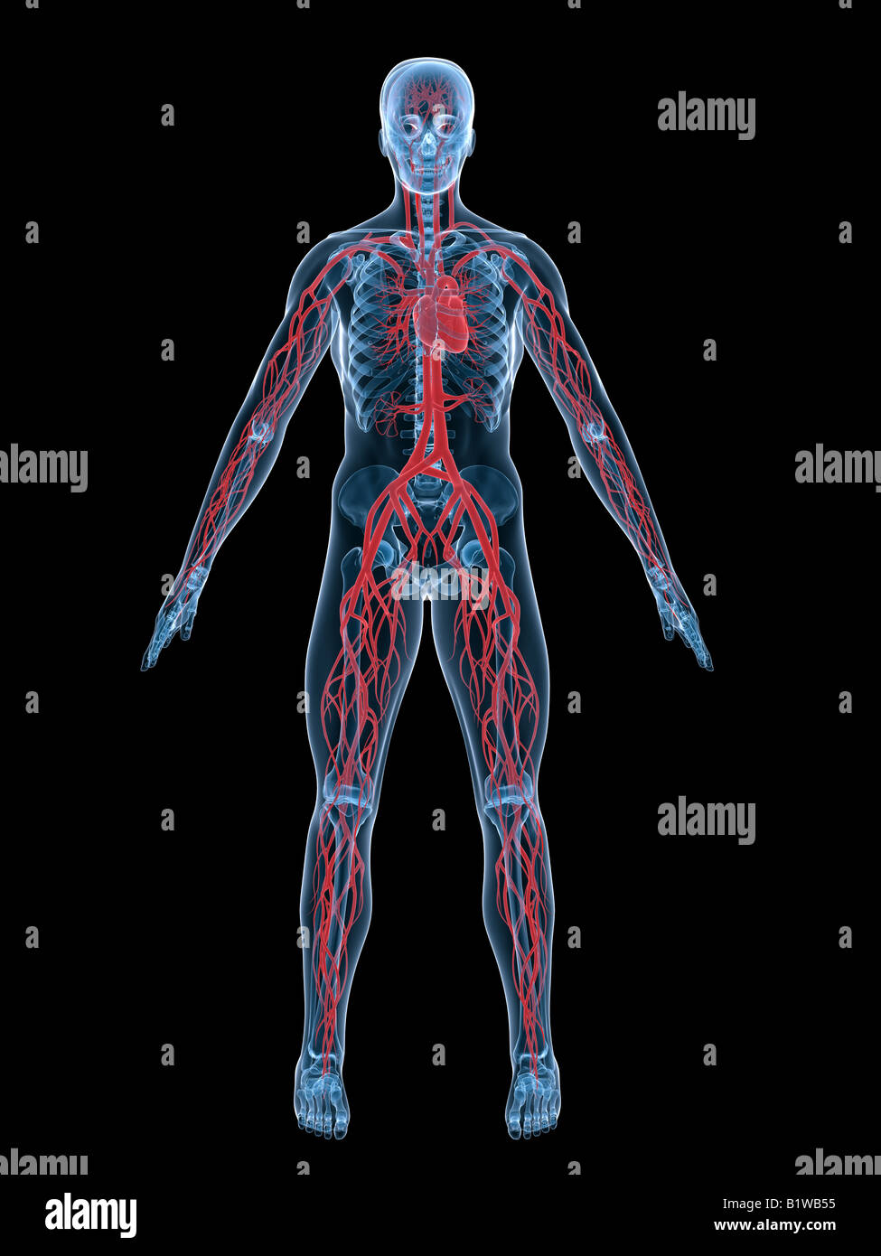 cardiovascular system Stock Photo