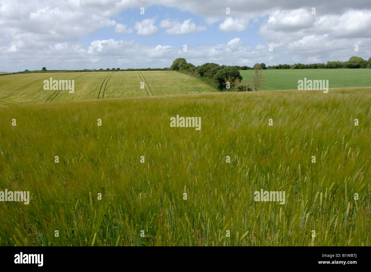 Undulating waving field of spring barley on a fine summer day Devon Stock Photo