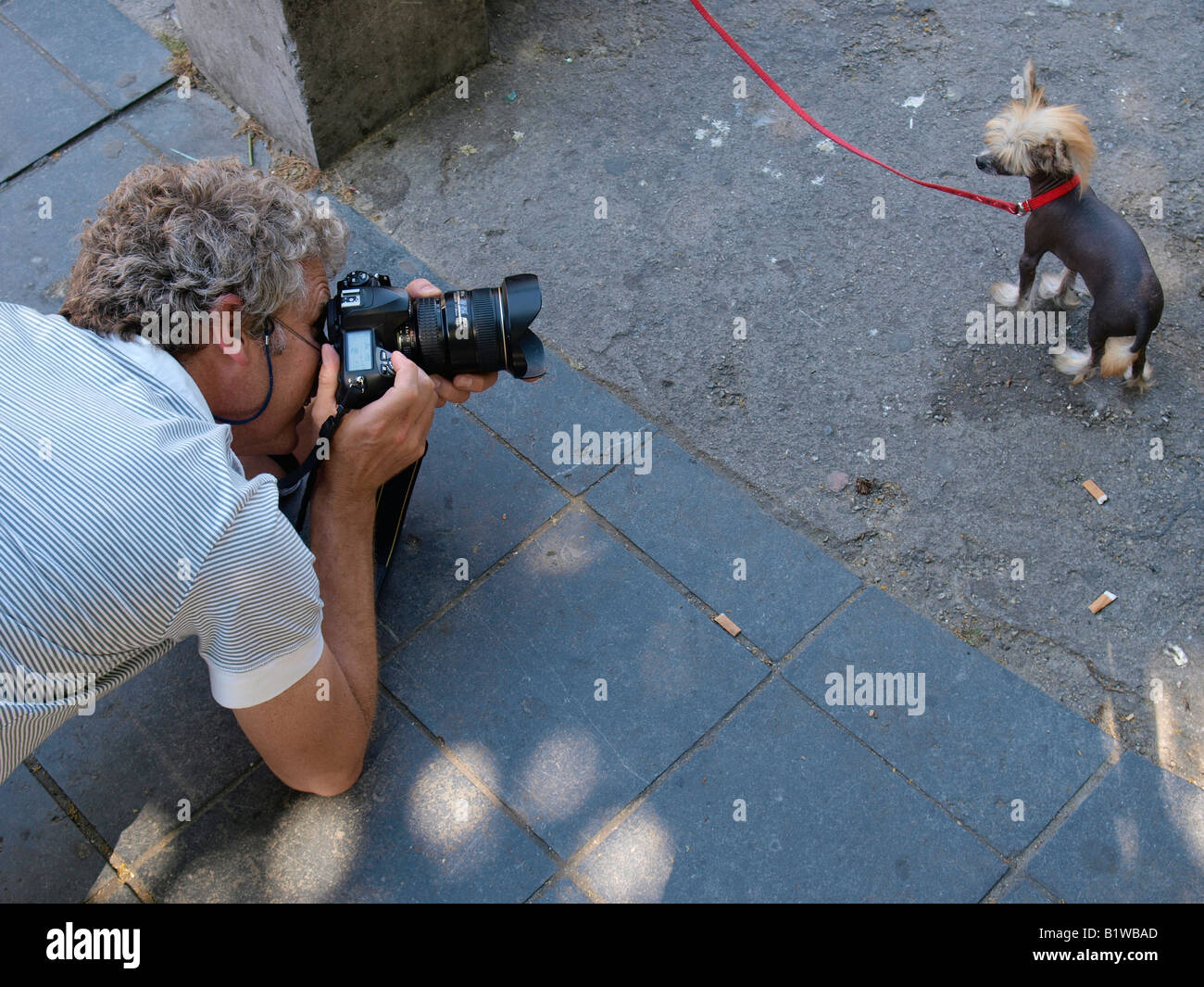 Photographer using digital reflex camera photographing a crazy looking pet dog in Antwerp Belgium Stock Photo