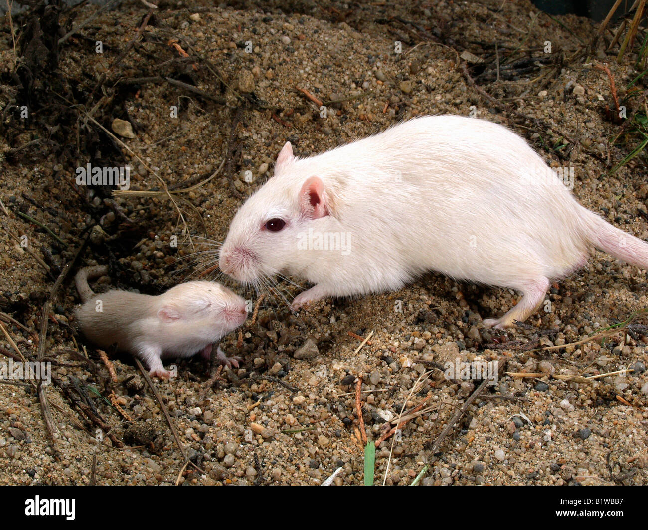 nes avec ses jeunes unguiculatus Originaire de Mongolie Chine et Russie whit Animal in captivity albino albinotic Merione de Mon Stock Photo