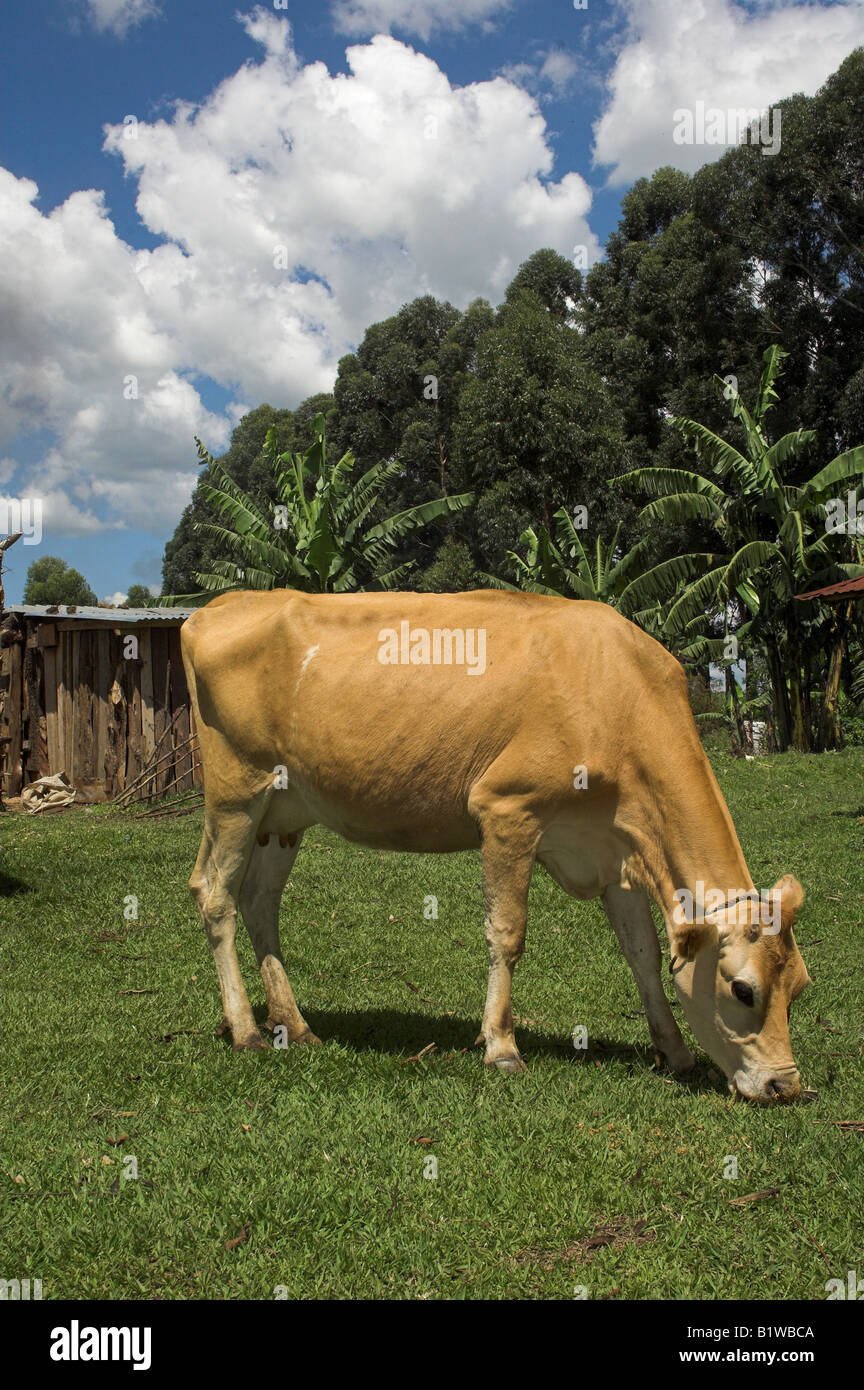 Dairy cow donated to a family by a charity grazing on grass western