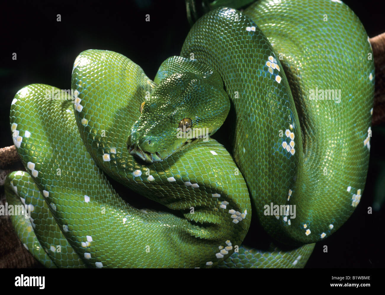 Green Tree Python Morelia (Chondrophython) viridis Stock Photo