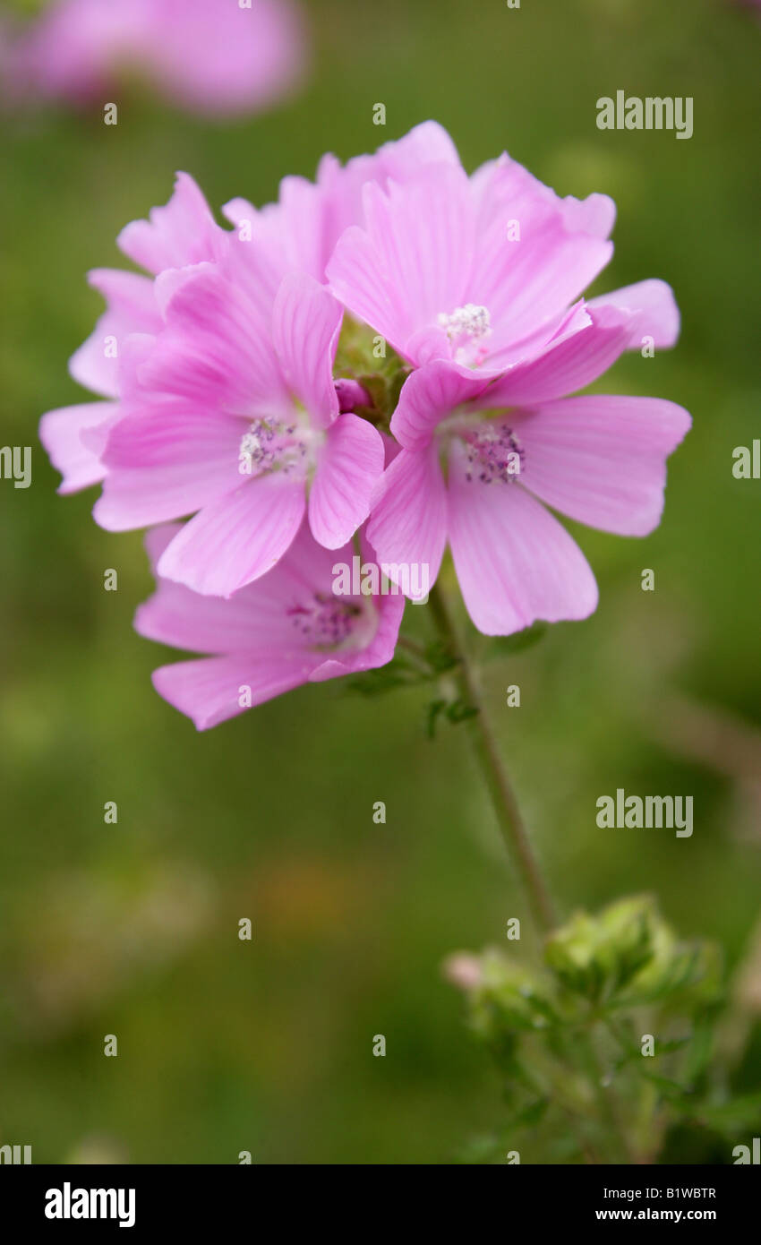 Musk Mallow, Malva moschata, Malvaceae. British wild flower. Stock Photo