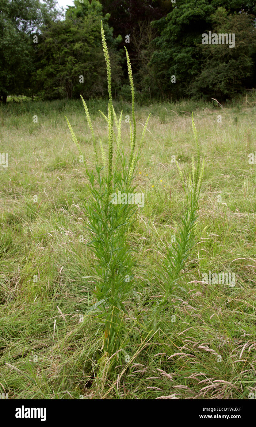 Weld, Reseda luteola, Resedaceae Stock Photo