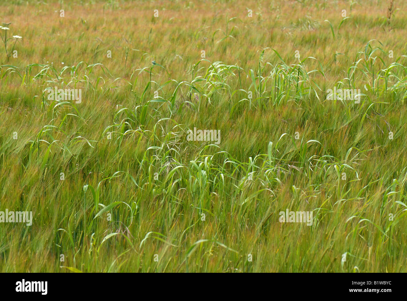 Wild oats Avena fatua beginning to flower in a weak barley crop in green ear Stock Photo