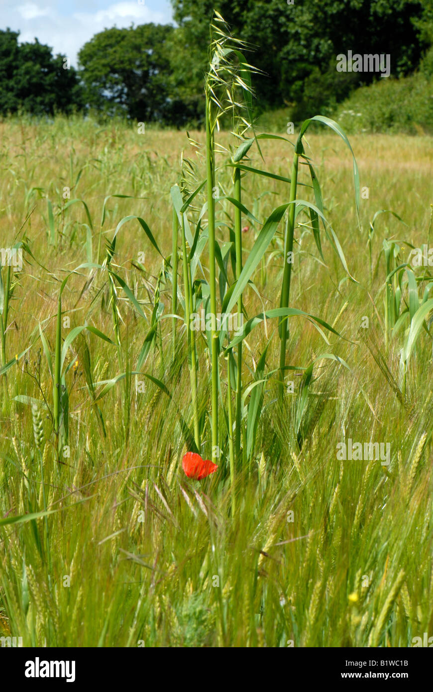 Wild oats Avena fatua flowering in a weak barley crop in green ear Stock Photo