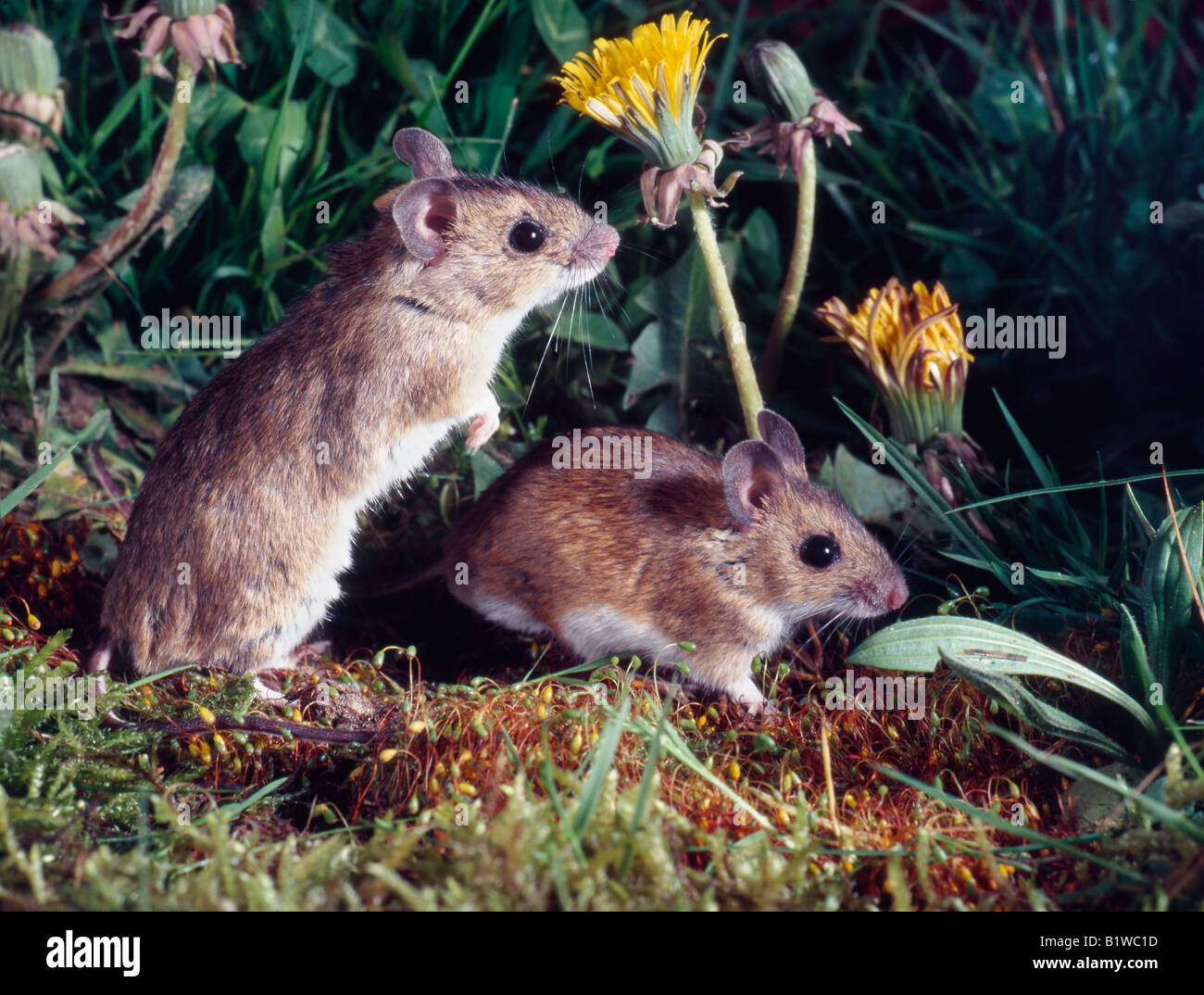 Mulot Sylvestre Wood Mouse Apodemus Sylvaticus Rattus Indoor Indoors Inside Isolated Isolation Lonely Mammal Murid Murids Nac No Stock Photo Alamy