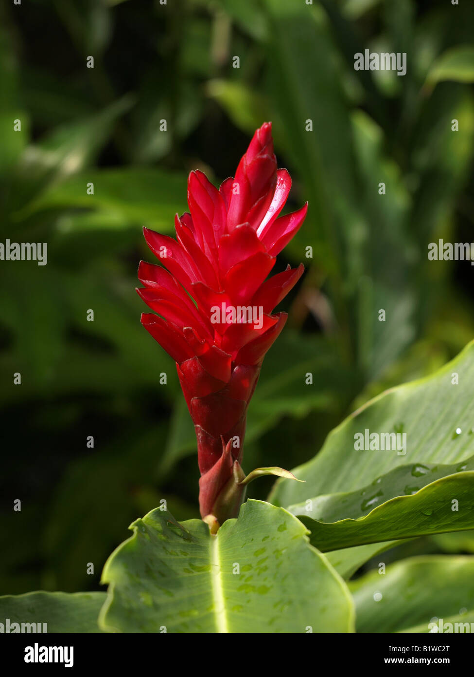 red ginger flower Stock Photo Alamy