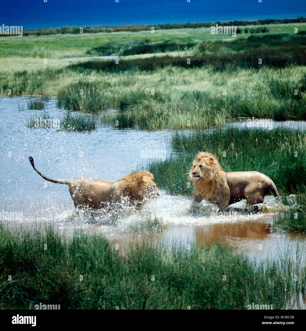Mating Lions Panthera leo fighting adult adults Africa African animal animals big carnivora carnivore carnivores carnivorous cat Stock Photo