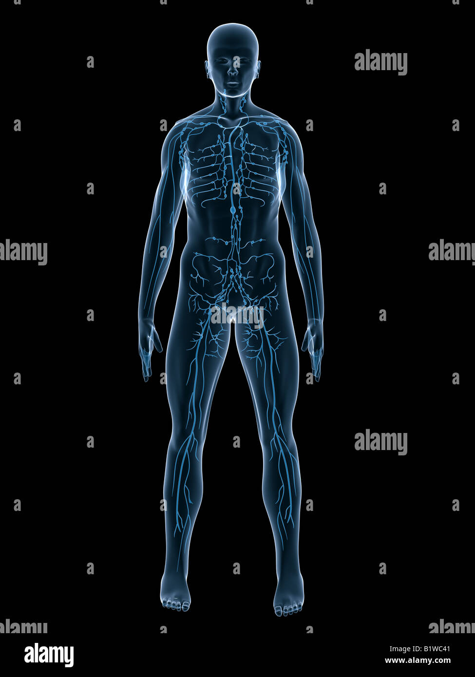 Nervous System Diagram High Resolution Stock Photography and Images - Alamy