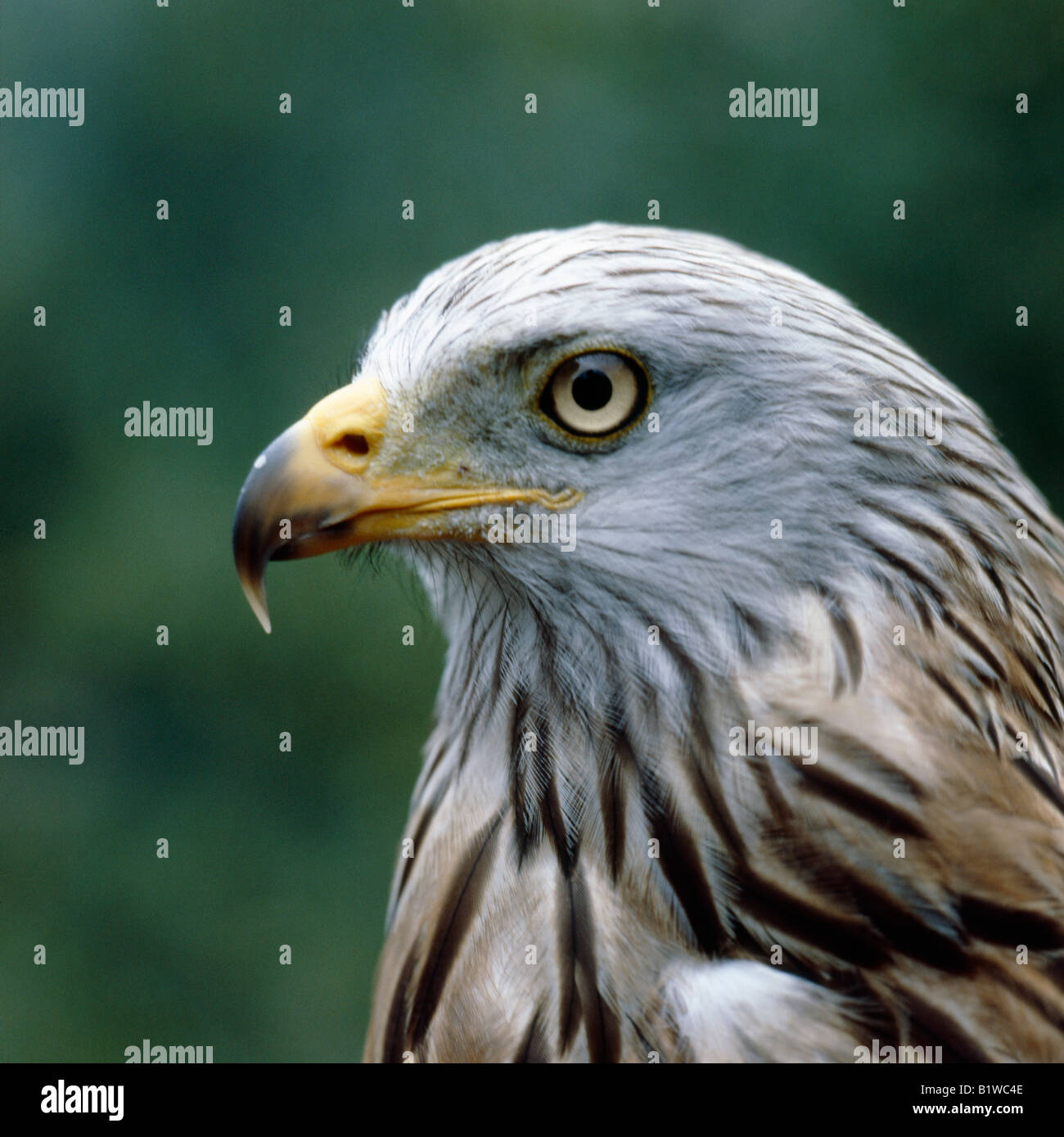 milan royal Rotmilan Red Kite Milvus milvus portrait animals Aves birds ...