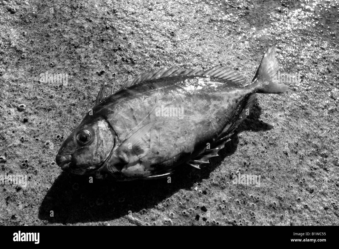 DEAD FISH ON ROCKS BLACK AND WHITE HORIZONTAL BDB11176 Stock Photo Alamy