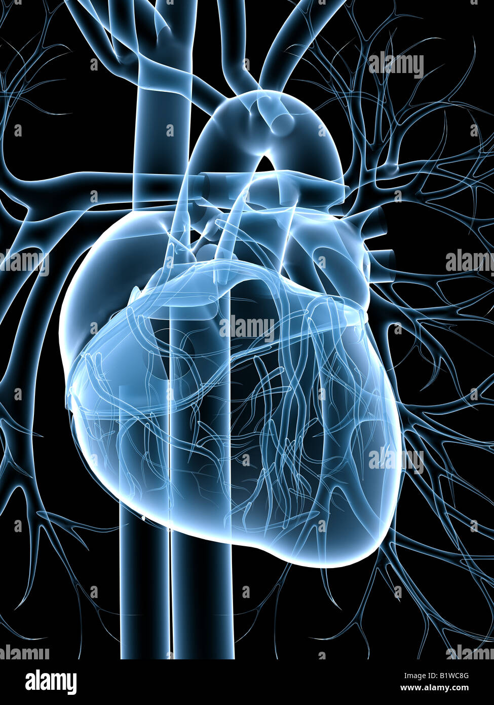 Cardiovascular System Stock Photo - Alamy