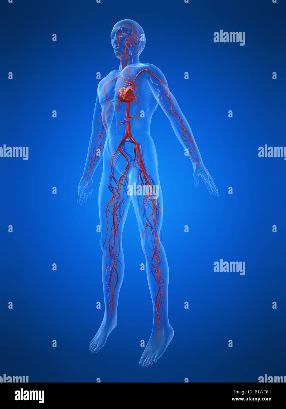 Cardiovascular system graphic hi-res stock photography and images - Alamy