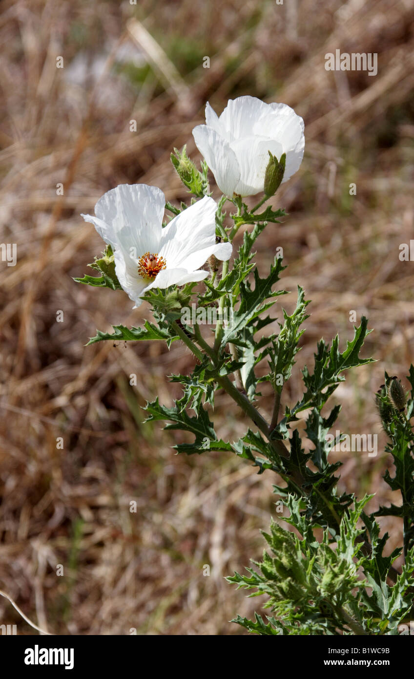 White Prickly Poppy or Bluestem Prickly Poppy, Argemone albiflora, Mexico Stock Photo