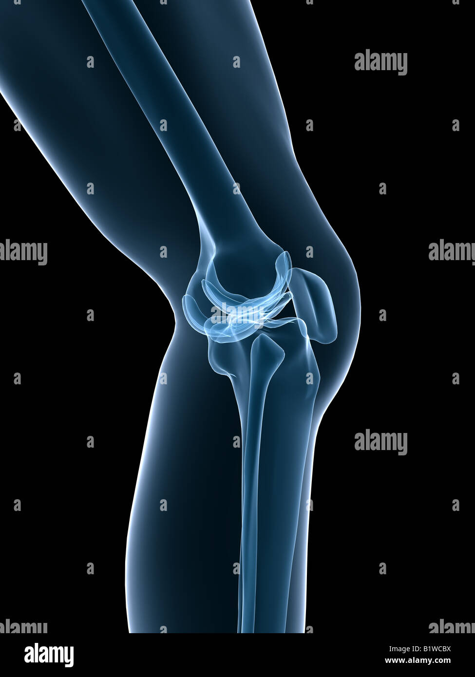 human knee Stock Photo