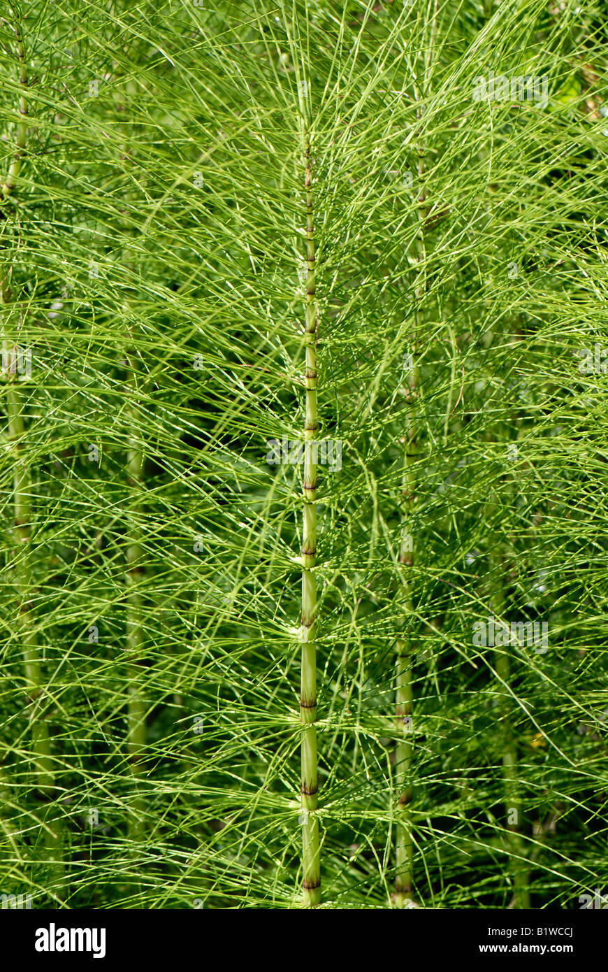 Giant horsetail Equisetum telemeia plants in a spring beside a Devon road Stock Photo