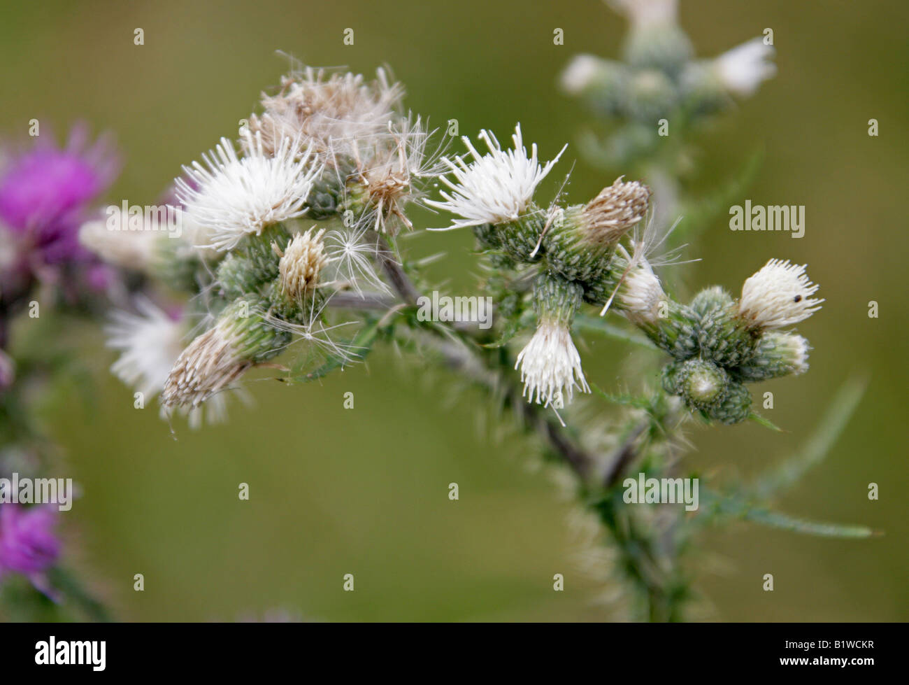 Marsh Thistle or European Swamp Thistle Cirsium palustre White Variation Stock Photo