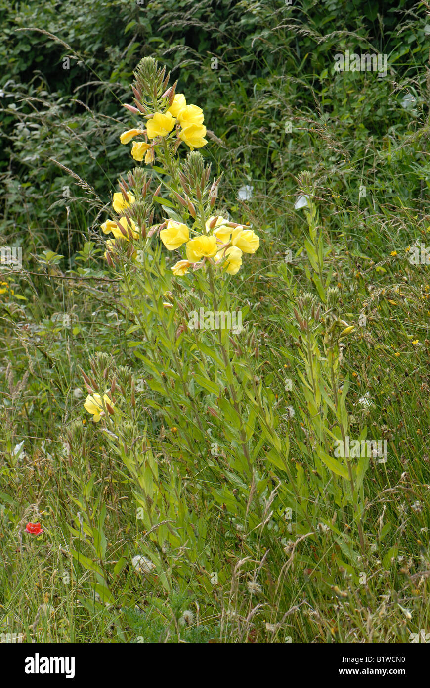 Evening Primrose Oenothera erythrosepala flowering plants on a Devon roadside verge Stock Photo