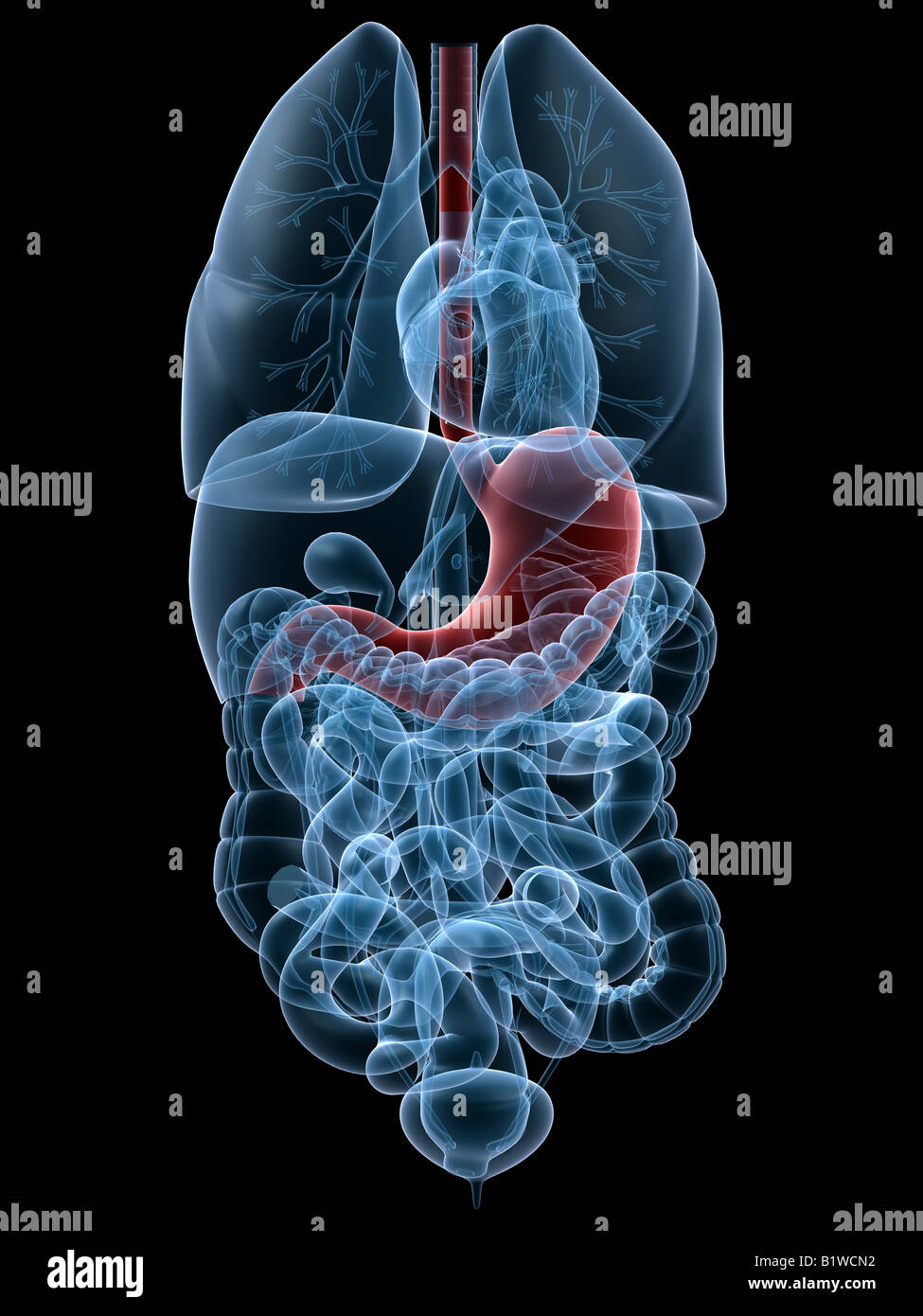 highlighted stomach Stock Photo