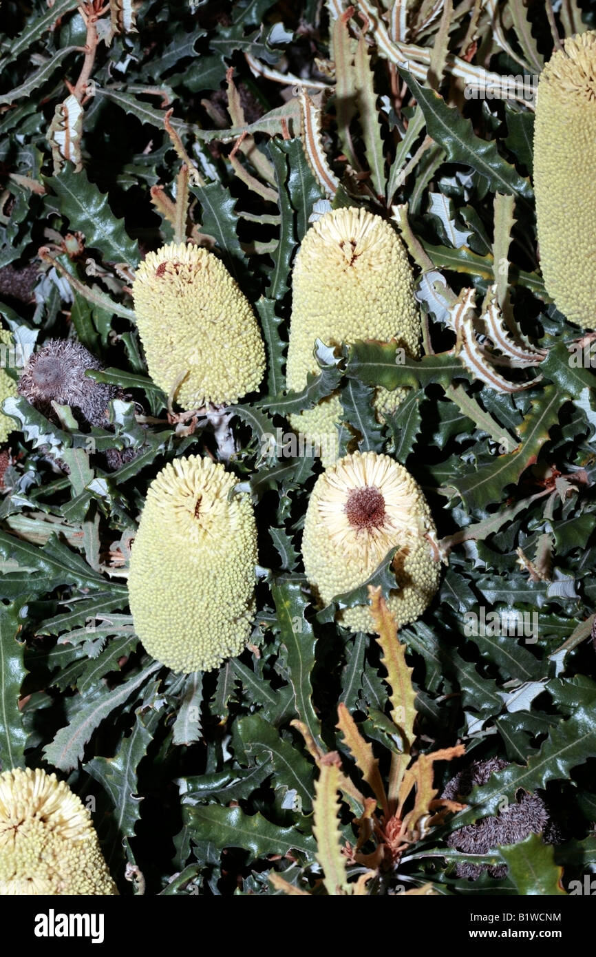 Banksia -Banksia caleyi-Family Proteacea Stock Photo