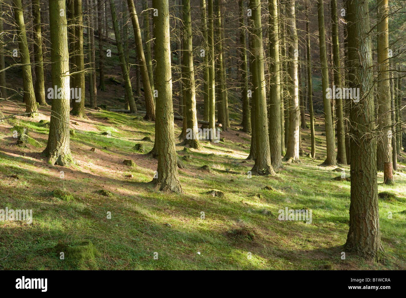 Scotland Interior of pine forest Stock Photo