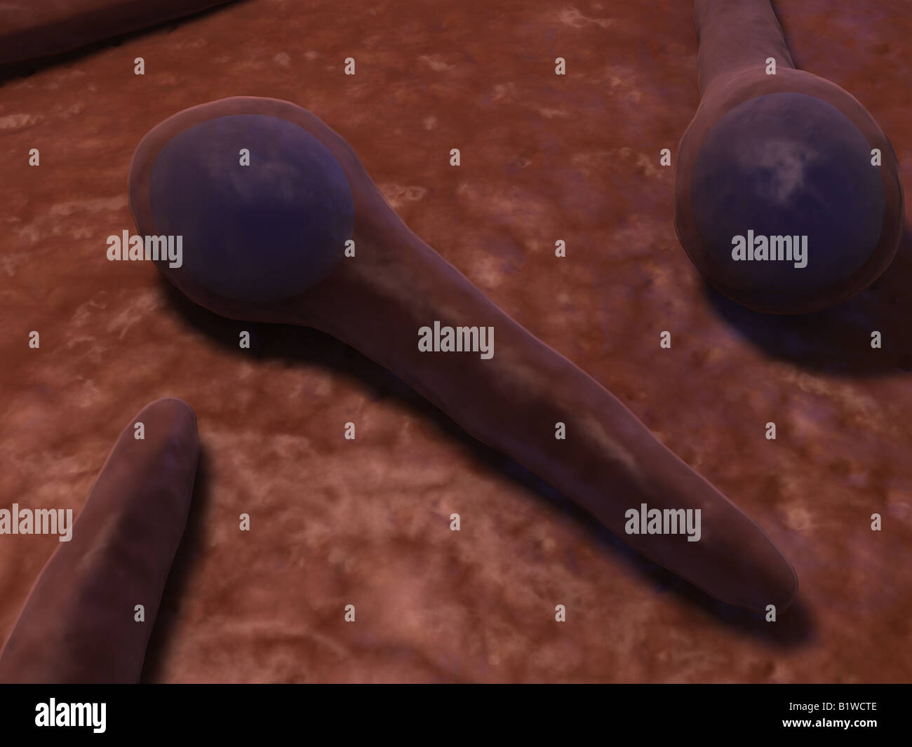 tetanus bacteria Stock Photo