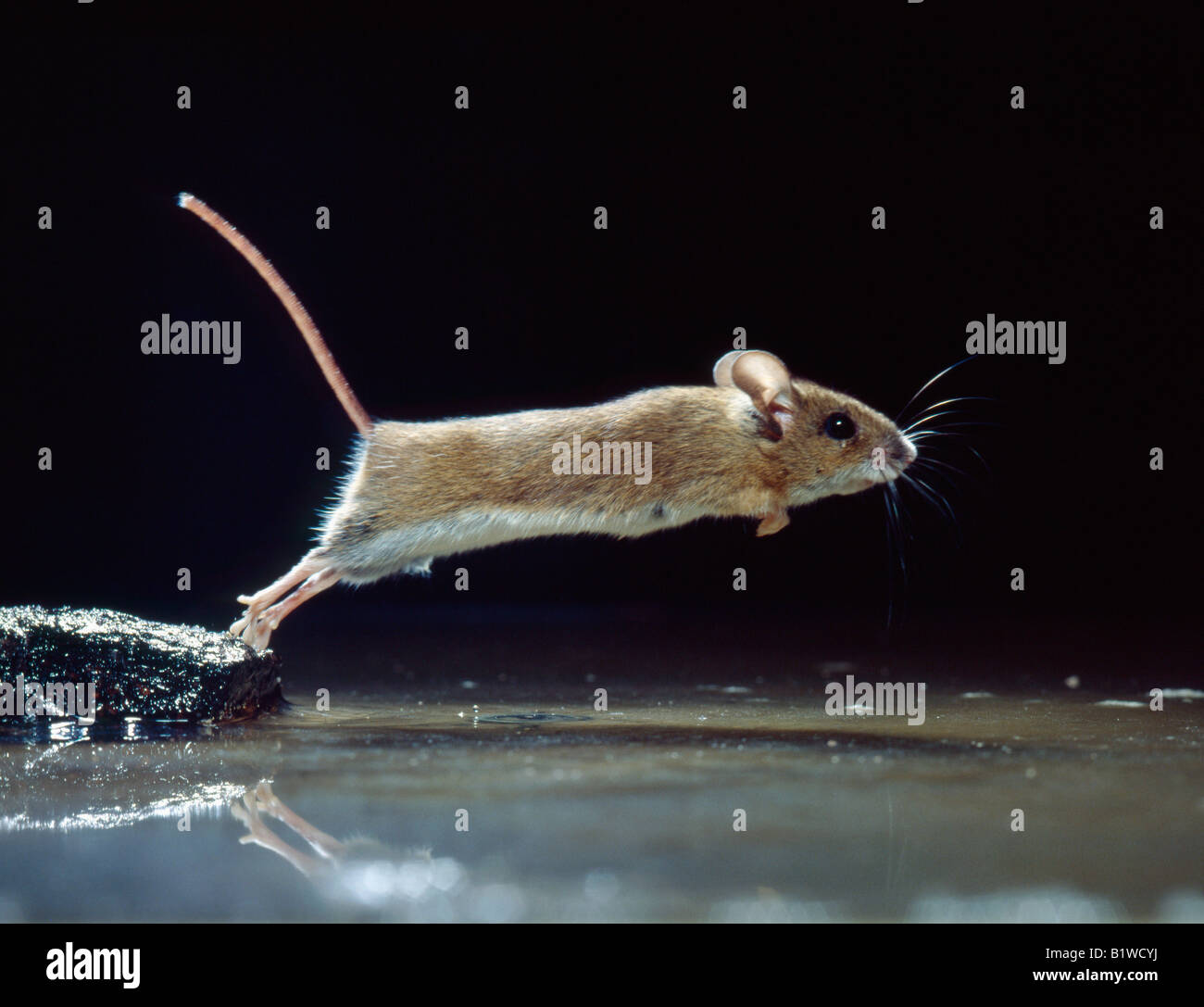 Mulot Sylvestre Wood Mouse Apodemus Sylvaticus Rattus Indoor Indoors Inside Isolated Isolation Lonely Mammal Murid Murids Nac No Stock Photo Alamy Mulot Sylvestre Wood Mouse Apodemus Sylvaticus Rattus Indoor Indoors Inside Isolated Isolation Lonely Mammal Murid Murids Nac No Stock Photo Alamy