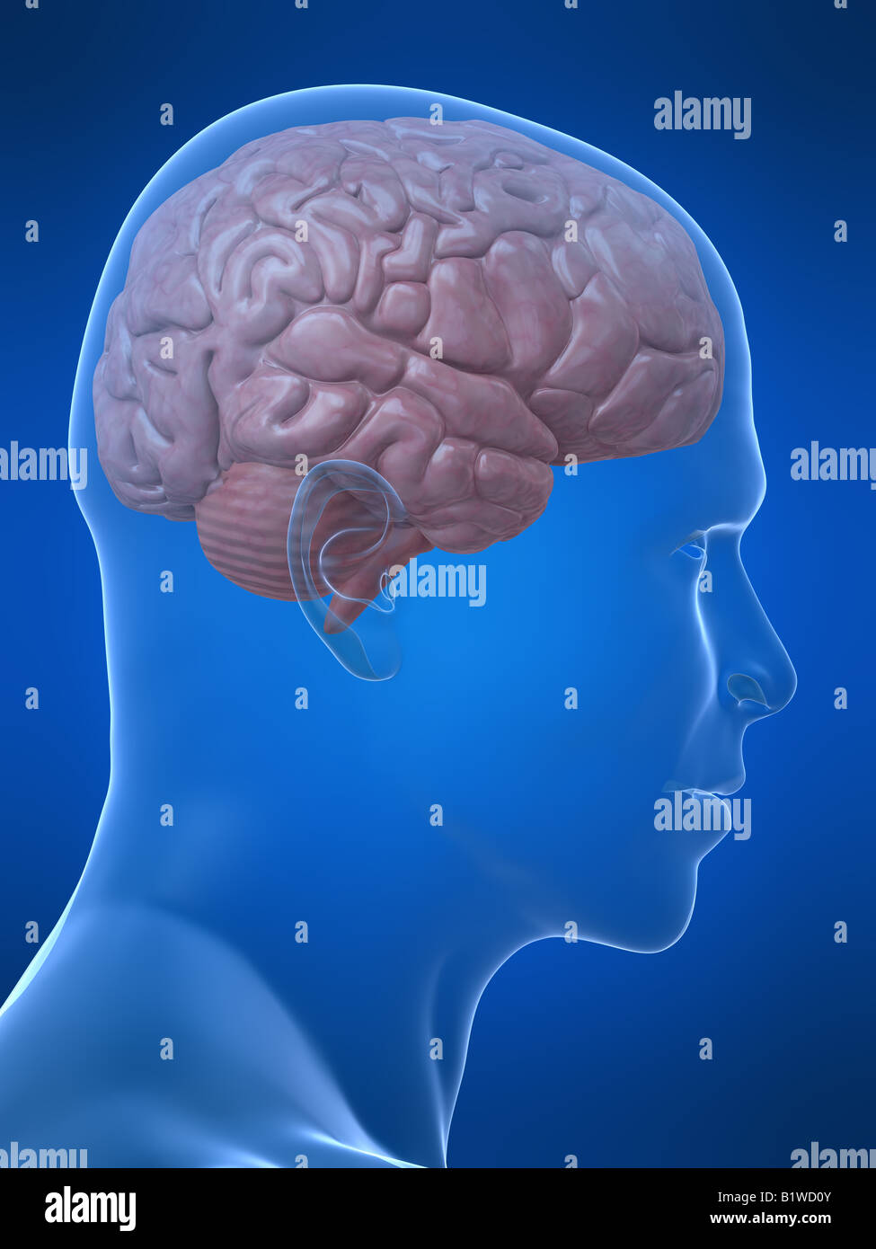 Human brain 3d model isolated hi-res stock photography and images - Alamy