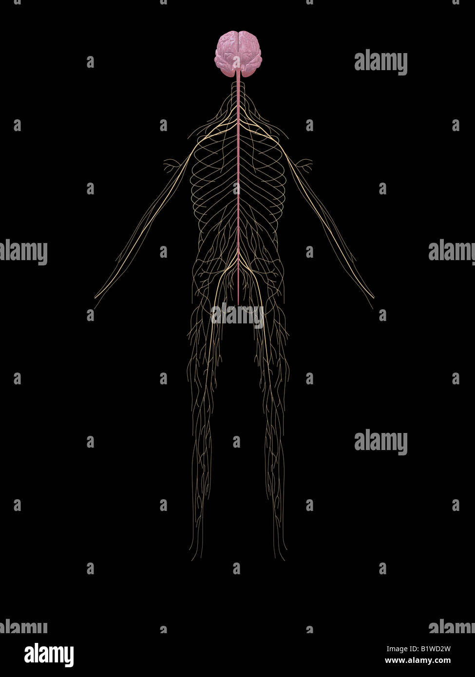 Nervous System Diagram High Resolution Stock Photography and Images - Alamy