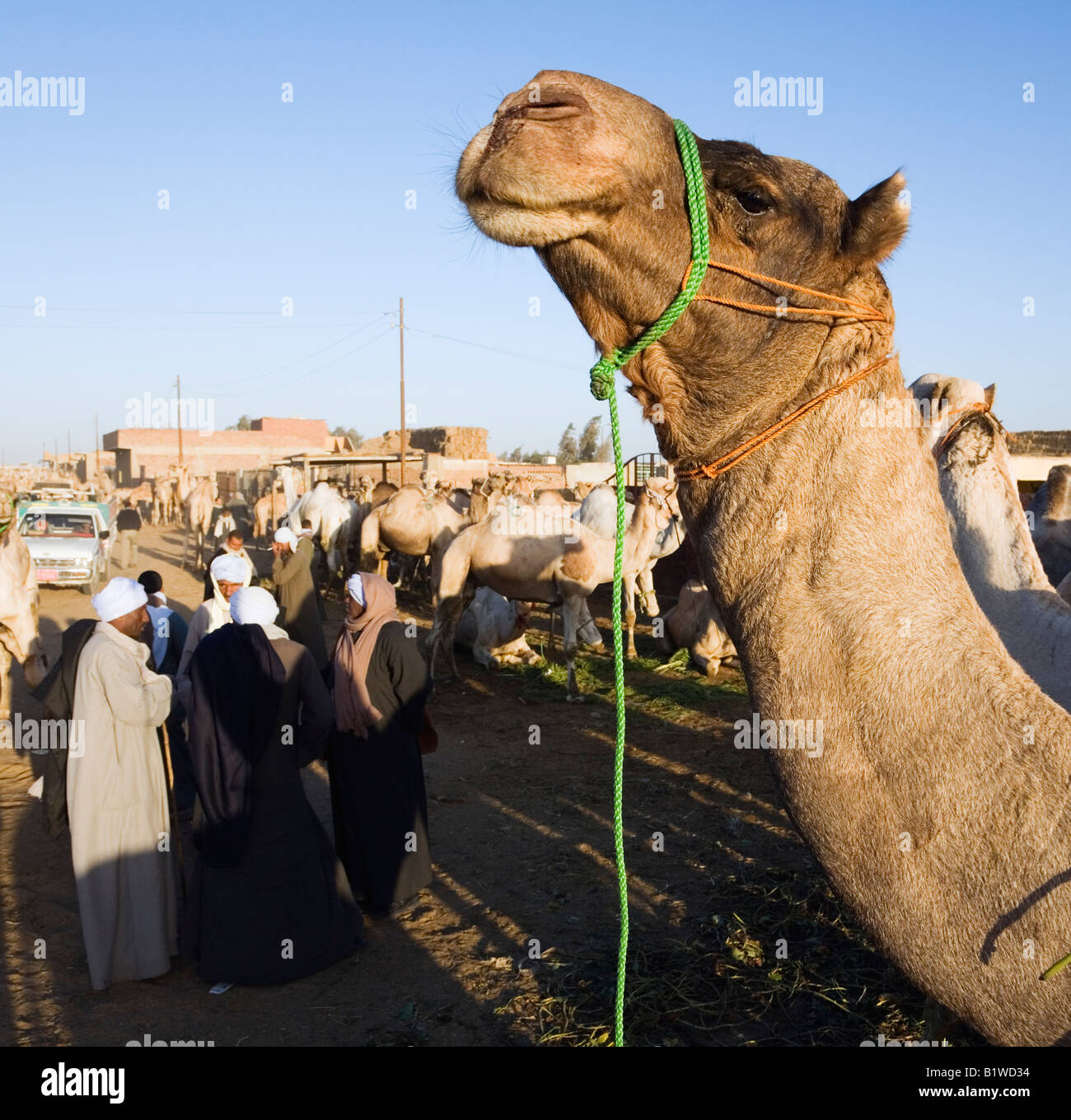 Cairo, Egypt, North Africa. Camel market held at Birqash Stock Photo ...