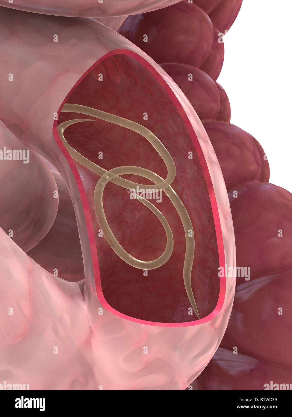 Ascaris lumbricoides Stock Photo